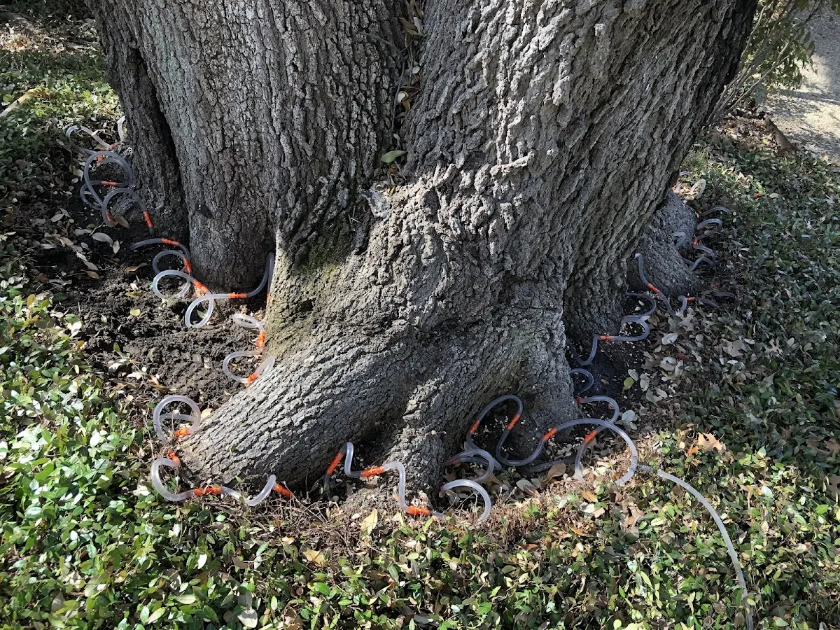 Detailed Tree Cabling and Bracing job site in Cotton Center