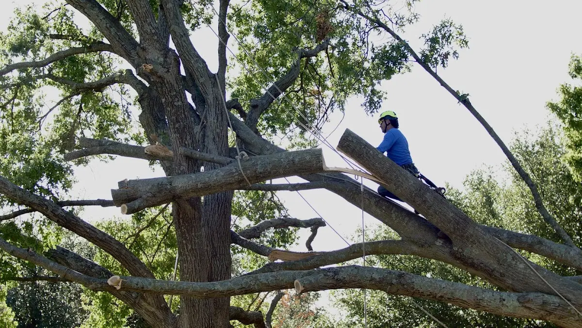 Professional Hazardous Tree Removal performed by certified arborists in Cotton Center