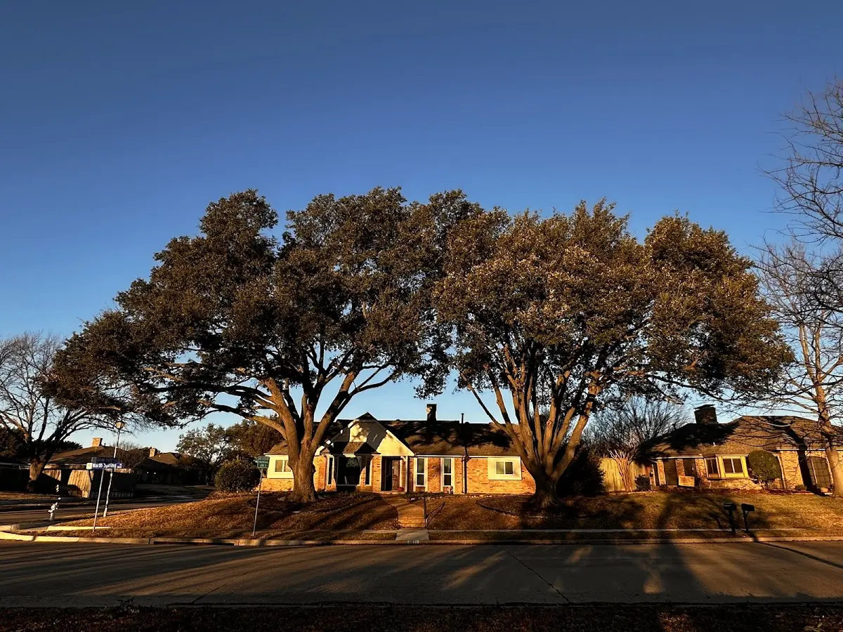 Established residential canopy tree shading a home in Cotton Center